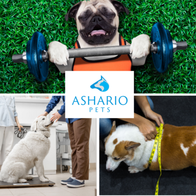 Unlock the secret to your pet&#39;s optimal health with Ashario&#39;s innovative weight management solutions! From specialized diets to personalized support, embark on a journey to improve your pet&#39;s well-being and vitality.