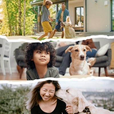 Unlock the joys of pet ownership with Ashario Pets Store&#39;s insightful guide! Explore the myriad benefits that pets bring to families, including increased happiness, reduced stress, and opportunities for bonding, all backed by expert advice and tips.