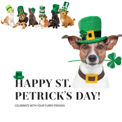 Join the festive spirit of St. PETrick&#39;s Day with your furry companions! Discover fun ways to celebrate the occasion together, from dressing them in green attire to indulging in themed treats. Make this St. PETrick&#39;s Day memorable for both you and your beloved pets!