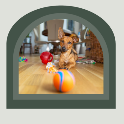 Explore six creative strategies to prevent boredom and promote mental stimulation for your pet at home. Ashario Pets Store offers a range of engaging toys and activities to keep your furry companion entertained and content, no matter the weather.