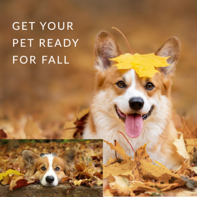 Prepare your pet for the transition to autumn with helpful advice from Ashario Pets Store. Learn how to keep them comfortable and happy during the cooler months with tips on grooming, exercise, and seasonal safety.
