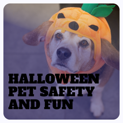Celebrate Halloween with your pet in style and safety! Ashario Pets Store brings you a comprehensive guide to ensure a paw-some and worry-free Halloween for your furry companion. Discover tips on costume safety, candy awareness, and creating a pet-friendly Halloween environment.