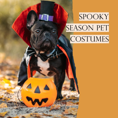 Discover child-appropriate Halloween costumes for your pet at Ashario Pets Store. From adorable pumpkin outfits to spooky ghost costumes, we have a wide range of options to make your furry friend part of the Halloween fun!