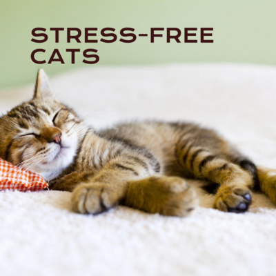 Discover ways to keep your feline friend stress-free with Ashario Pets Store&#39;s expert tips. From calming supplements to interactive toys, we have everything you need to create a peaceful environment for your beloved cat.