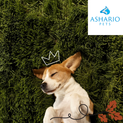 Celebrate Earth Day with your furry friend! Explore eco-friendly pet products and sustainable toys at Ashario Pets Store. Show your love for the planet while caring for your beloved pet.