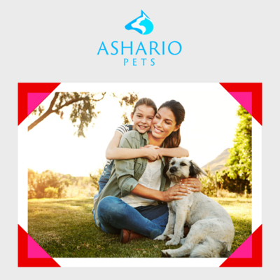 Discover the joys of pet ownership with a new canine friend from Ashario Pets. Experience companionship, love, and countless memorable moments as you welcome a furry companion into your home.
