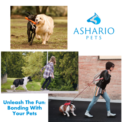 Strengthen the bond with your pet through fun activities from Ashario Pets. Discover engaging ways to connect with your furry friend and create lasting memories together.