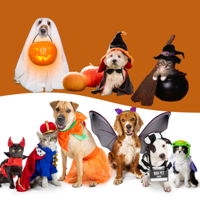 Ensure a spooktacular and safe Halloween for your pets with expert advice from Ashario Pets. Discover essential tips to protect your furry friends from potential dangers and keep them happy during the festive season.