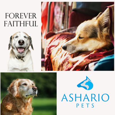 Empower yourself with Ashario Pets&#39; senior dog care checklist, offering invaluable guidance on nurturing your aging canine friend. Elevate their quality of life with expert tips and ensure they thrive in their later years.