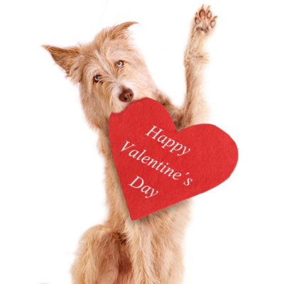 Celebrate love with your furry friend this Valentine&#39;s Day with heartfelt gifts from Ashario Pets. Explore a range of treats and accessories guaranteed to make tails wag and purrs rumble.