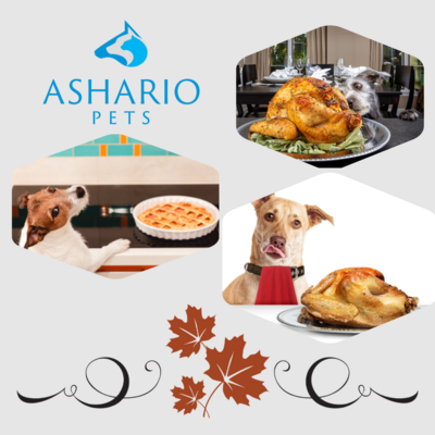elebrate Thanksgiving with your furry friend in style! Discover tips and ideas from Ashario Pets on how to include your beloved companion in the festivities, from special treats to fun activities.