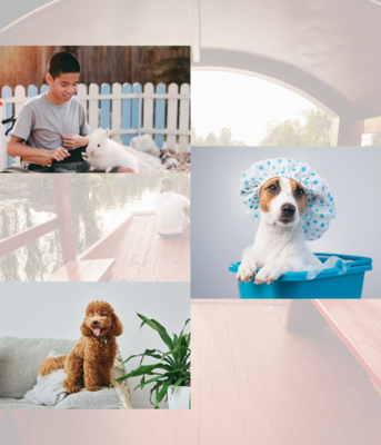 Discover the ultimate destination for pet wellness at Ashario Pets. From organic food to premium accessories, find everything your furry friend needs for a healthy, happy life.