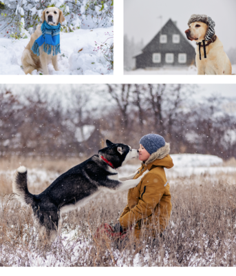 Discover 7 creative ways to keep your dog active during the winter months with Ashario Pets&#39; expert tips. From indoor games to snowy adventures, ensure your furry friend stays healthy and happy all season.