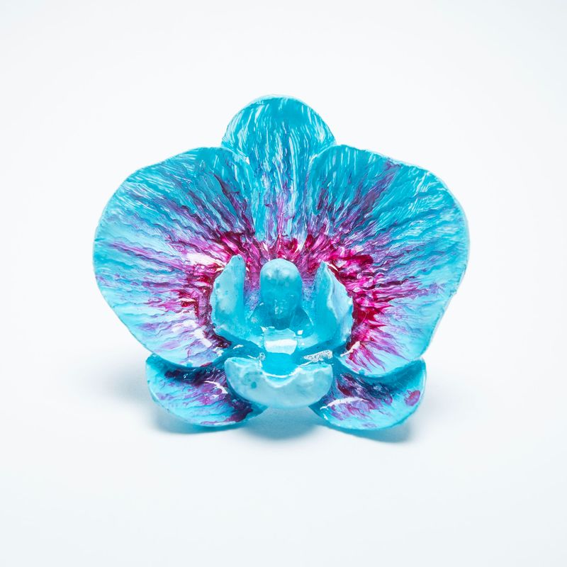 anillo Phalaenopsis Caeruleus