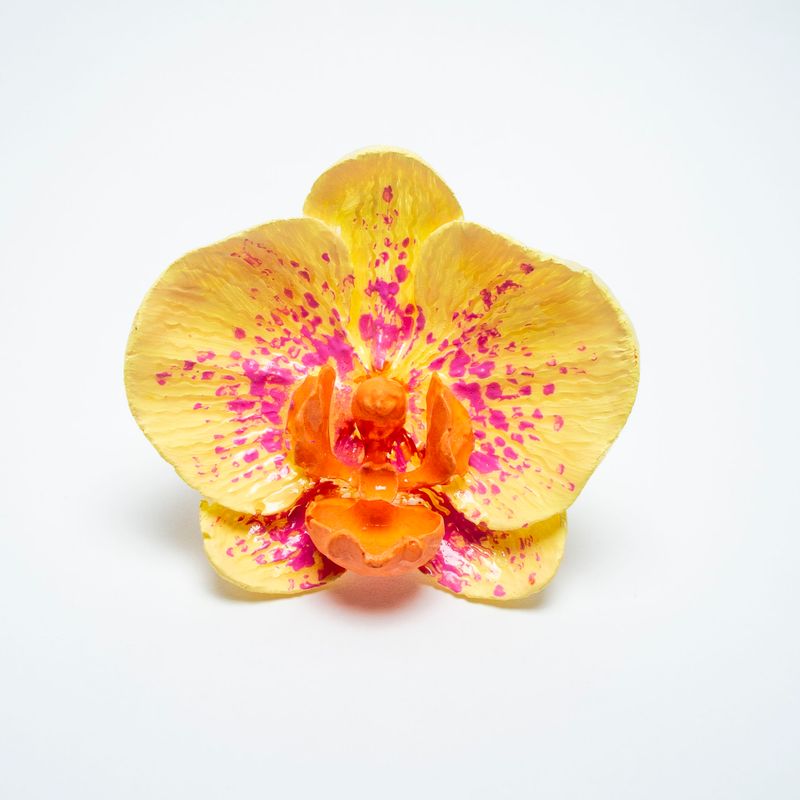 anillo Phalaenopsis Flavus
