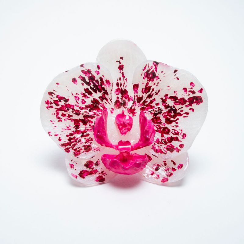 anillo Phalaenopsis Albus