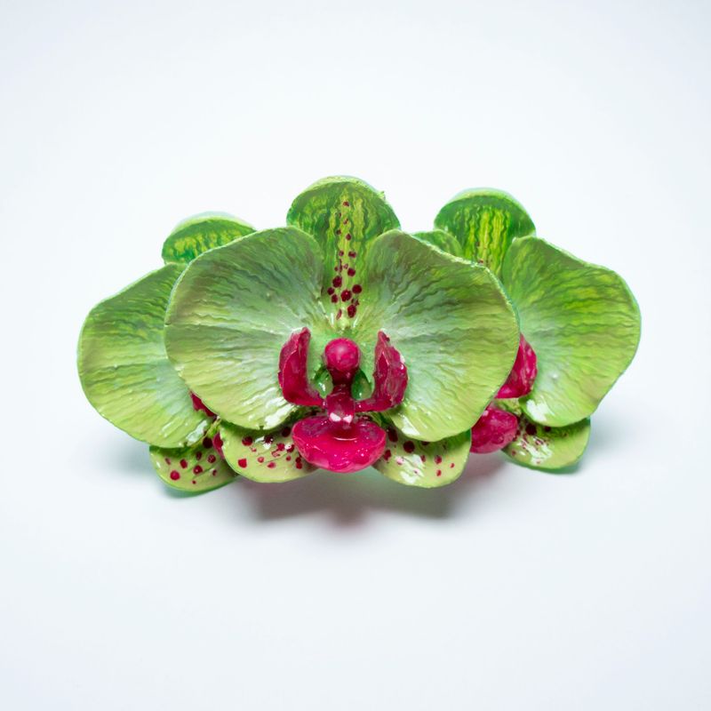 anillo Phalaenopsis Cucumis Magnum