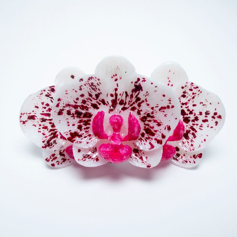 anillo Phalaenopsis Albus Magnum