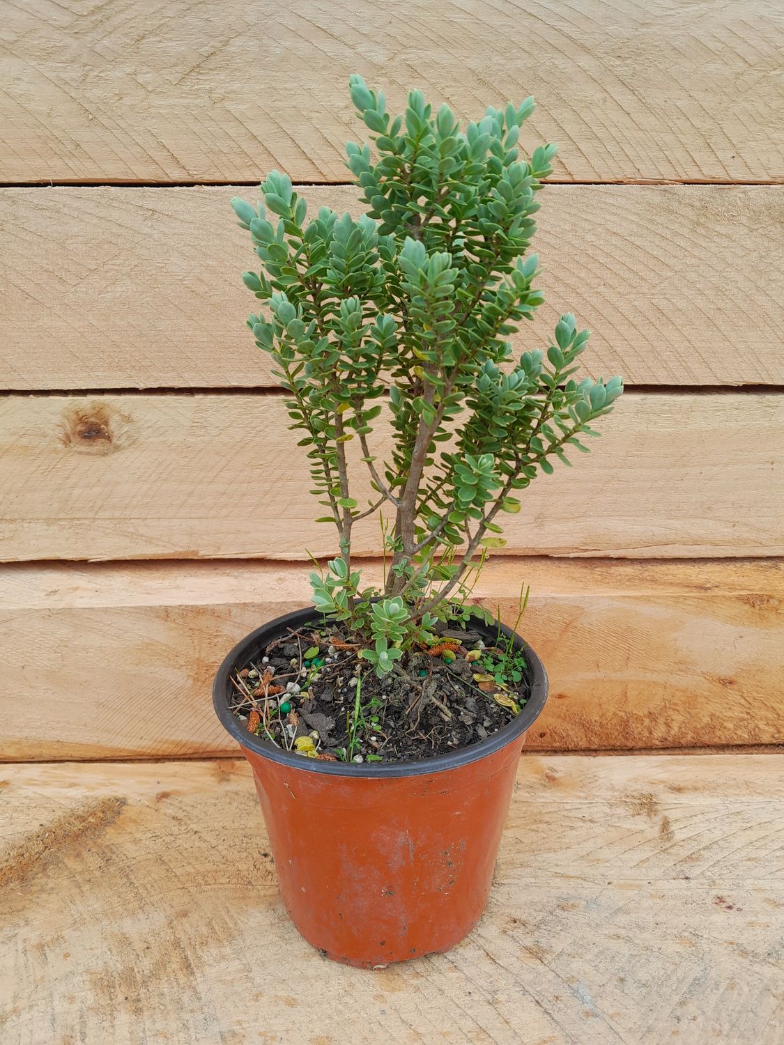 Topperia Hebe Topiaria - ONLINE STORE - The Landscape Supply Yard