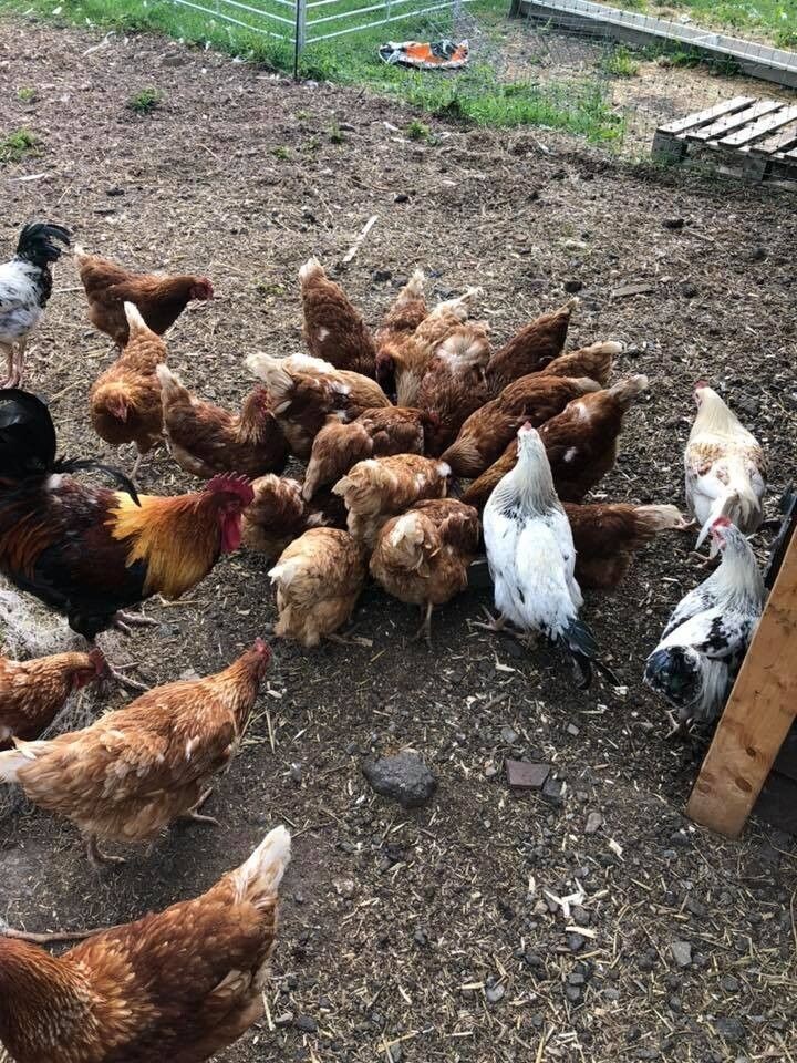 6 Free Range Eggs