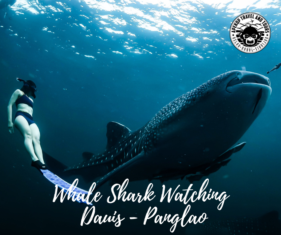 Whale Shark Watching Dauis-Panglao