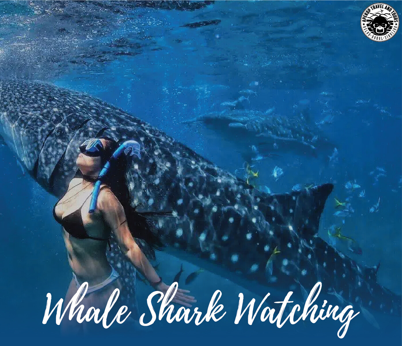 OSLOB Whale Shark Package Tour