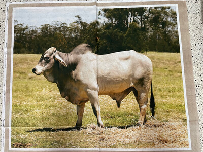Brahman Grey Bull Panel