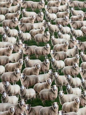 Merino Muster - Sheep