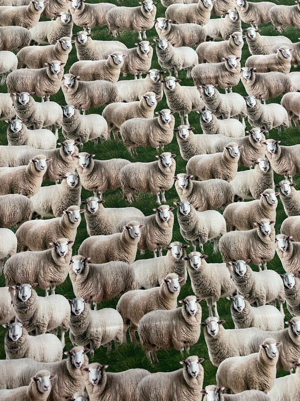 Merino Muster - Sheep