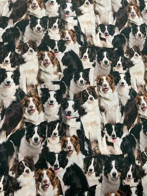 Merino Muster Border Collie Dogs