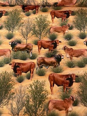 Muster Dogs - Droughtmaster Cattle Allover