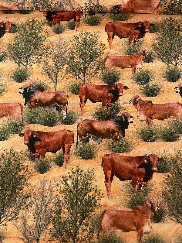 Muster Dogs - Droughtmaster Cattle Allover
