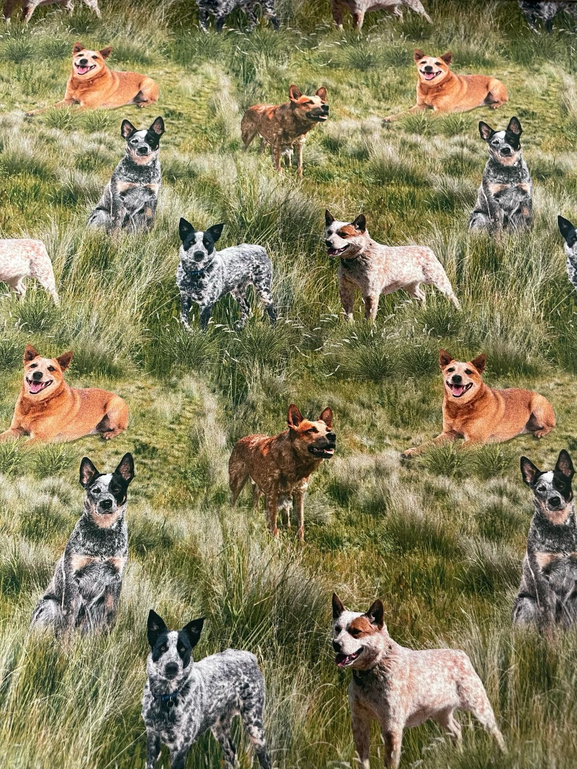 Muster Dogs - Cattle Dogs Allover
