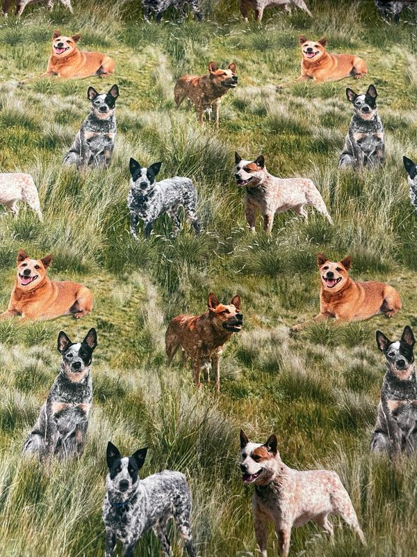 Muster Dogs - Cattle Dogs Allover