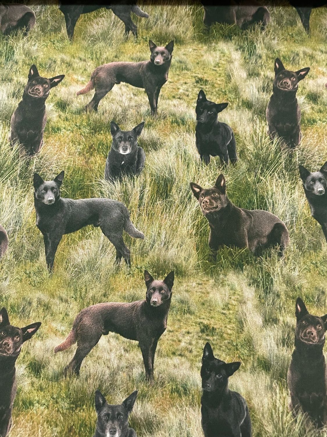 Muster Dogs - Kelpie Dogs Allover
