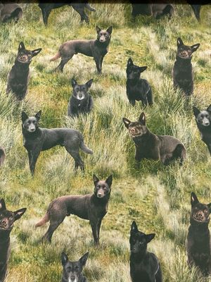 Muster Dogs - Kelpie Dogs Allover