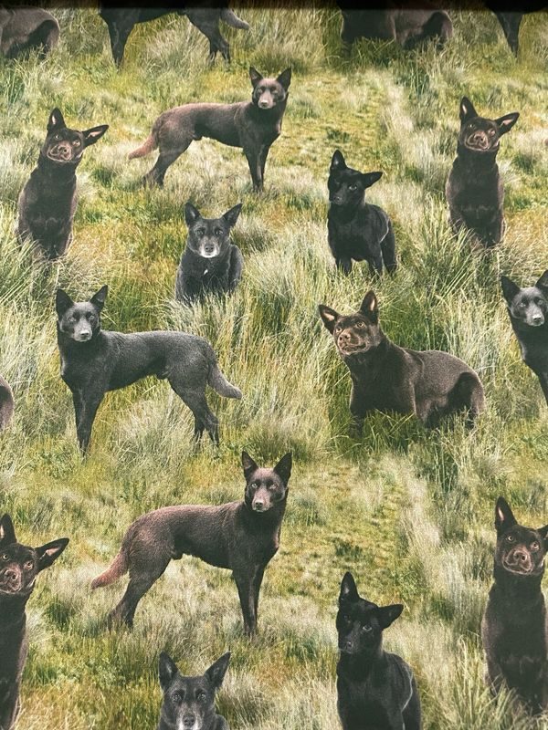 Muster Dogs - Kelpie Dogs Allover