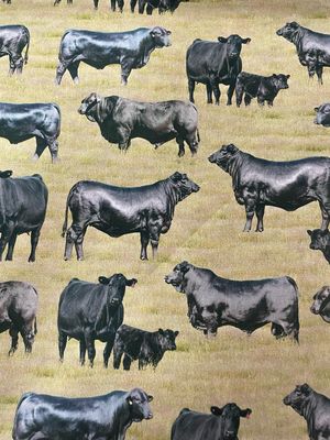 Muster Dogs - Brangus Cattle Allover