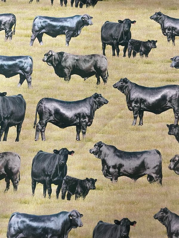 Muster Dogs - Brangus Cattle Allover