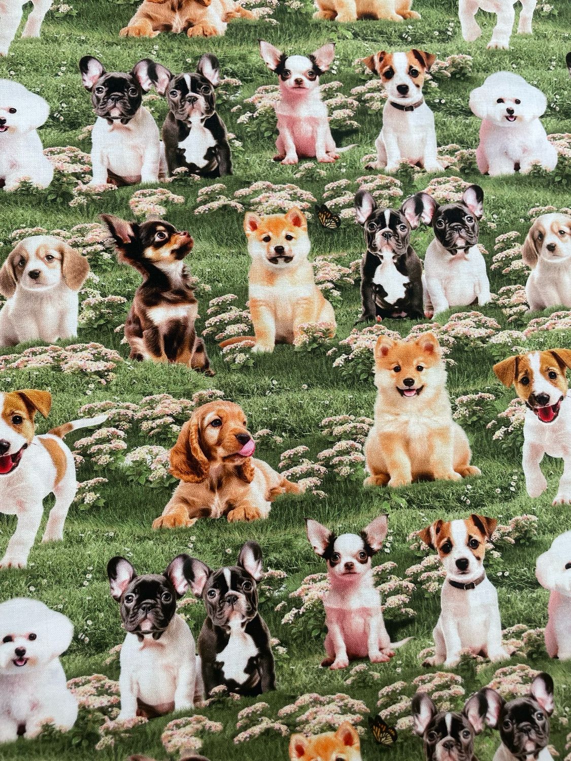 Furry Fun - Puppies On Grass