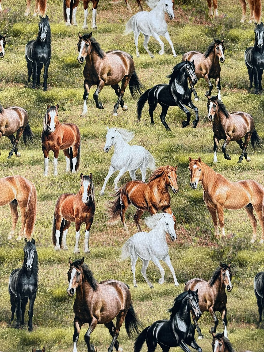Running Free - Horses