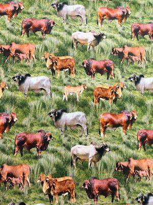 Brahman All Over Print