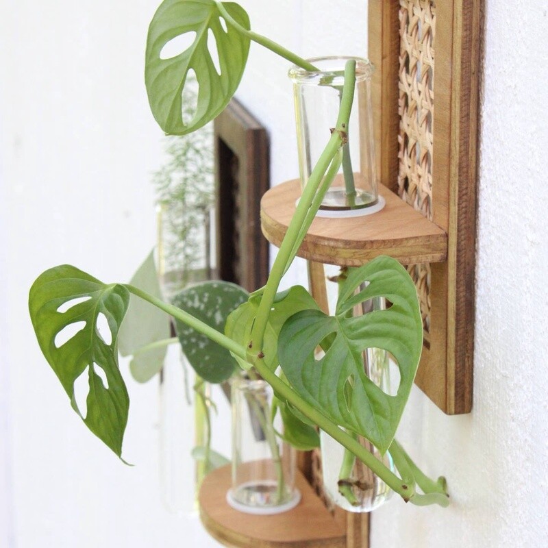 Rattan Propagation Planters