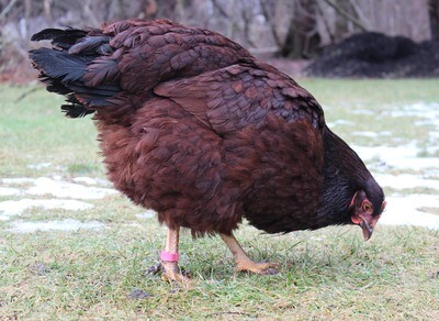 Size Adjustable Poultry Identification Leg Bands