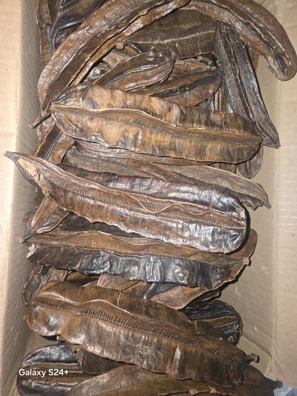 Wholesale box 4 kote