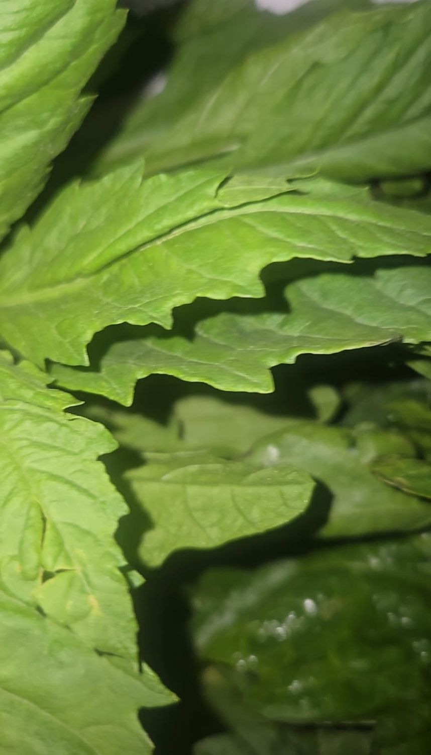 Fèy simen kontra ak ekos bwa chèn