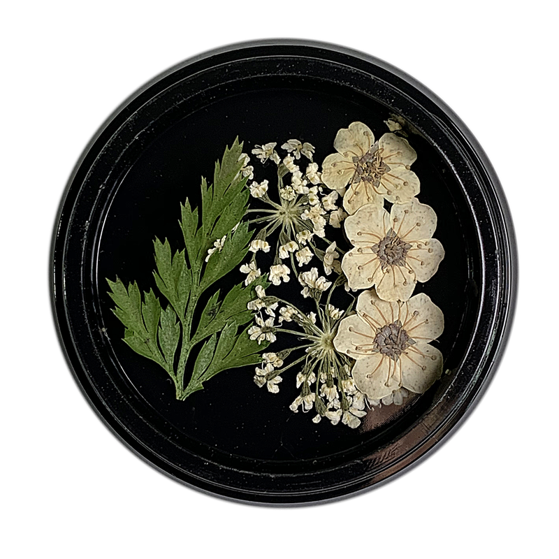 Magpie Dried Flowers // WHITE