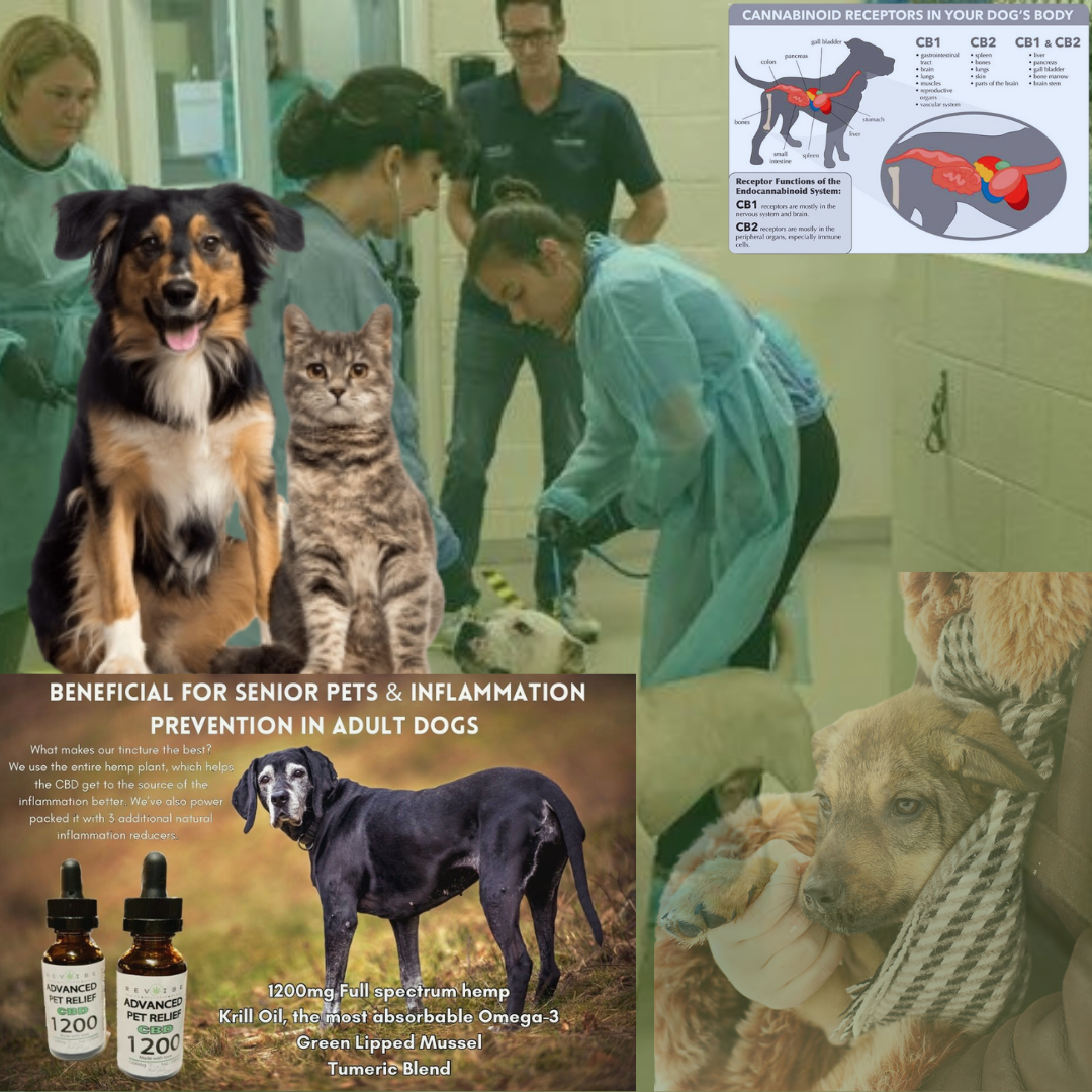 Broad-Spectrum Hemp-Derived CBD with Natural Ingredients for Your Pet’s Well-Being OMEGA-3-6