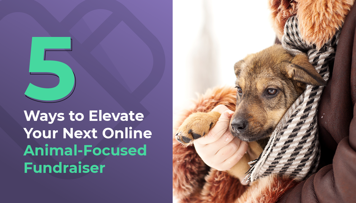 Broad-Spectrum Hemp-Derived CBD with Natural Ingredients for Your Pet’s Well-Being OMEGA-3-6