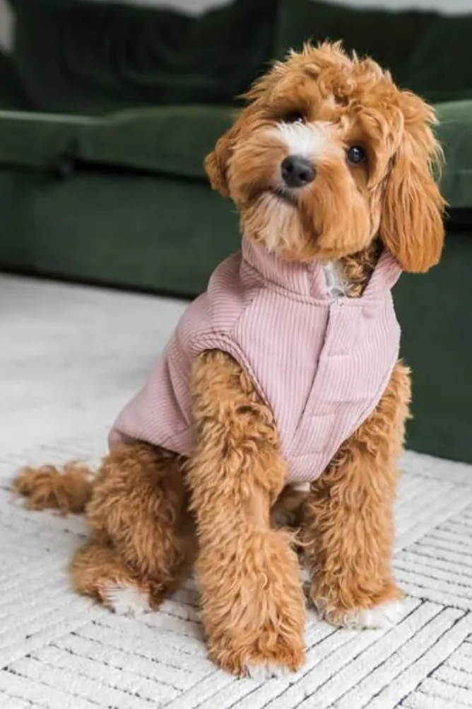 Life Corduroy Jacket Blush